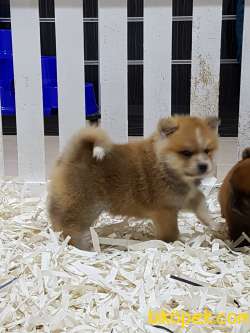 SATILIK A KALITE JAPON AKITA YAVRULARI (HAÇİKO) 3