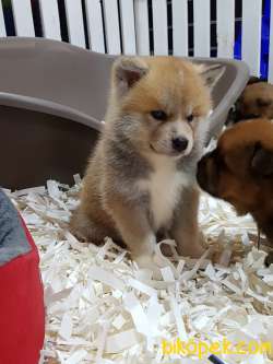 SATILIK A KALITE JAPON AKITA YAVRULARI (HAÇİKO) 5
