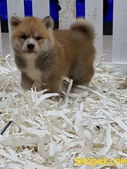 SATILIK A KALITE JAPON AKITA YAVRULARI (HAÇİKO) 2