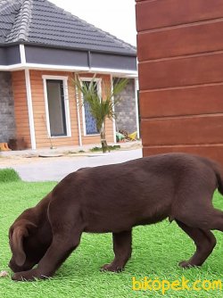 Satılık A Kalıte LABRADOR RETRIEVER YAVRULARIMIZ 2
