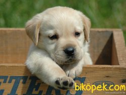 Satılık A Kalıte LABRADOR YAVRULARIMIZ 1