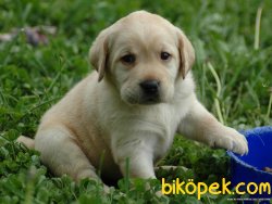 Satılık A Kalıte LABRADOR YAVRULARIMIZ 2