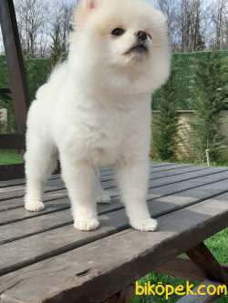 SATILIK A KALİTE POMERANİAN BOO YAVRULARI 2