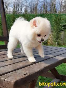 SATILIK A KALİTE POMERANİAN BOO YAVRULARI 5