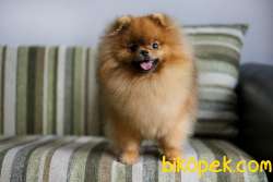 SATILIK A KALİTE POMERANİAN BOO YAVRULARI 2