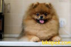 SATILIK A KALİTE POMERANİAN BOO YAVRULARI 5