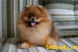 SATILIK A KALİTE POMERANİAN BOO YAVRULARI 4