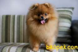 SATILIK A KALİTE POMERANİAN BOO YAVRULARI 1