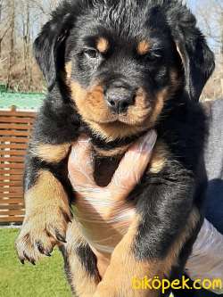 Satilik A Kalite  Rottweiler Yavrulari 2
