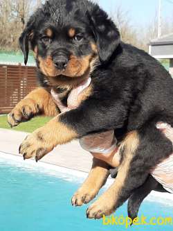 Satilik A Kalite  Rottweiler Yavrulari 4