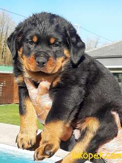 Satilik A Kalite  Rottweiler Yavrulari 3