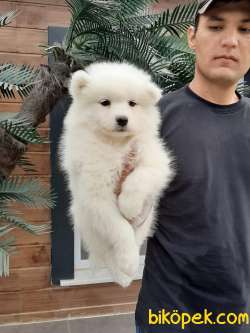 SATILIK A KALITE Samoyed Yavruları 4