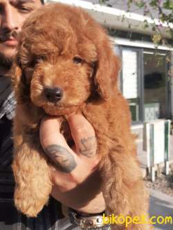 Satilik A Kalite TOY POODLE YAVRULARI ÇİFTLİKTEN 3