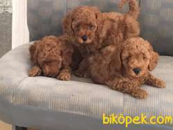 SATILIK A KALITE TOY POODLE YAVRULARI ÇİFTLİKTEN 3