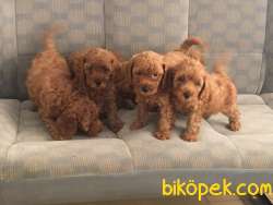 SATILIK A KALITE TOY POODLE YAVRULARI ÇİFTLİKTEN 2