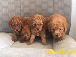 SATILIK A KALITE TOY POODLE YAVRULARI ÇİFTLİKTEN 1
