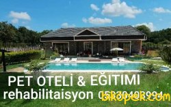 SATILIK AKİTA INU YAVRULARI 2