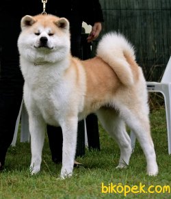 SATILIK AKITA INU YAVRULARI 1