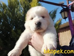 Satılık Alabay Yavruları 1