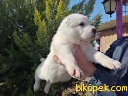 Satılık Alabay Yavruları 3