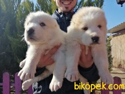 Satılık Alabay Yavruları 3