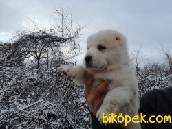 Satılık Alabay Yavruları 2