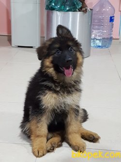 Satılık ALMAN ÇOBAN YAVRULARI 4