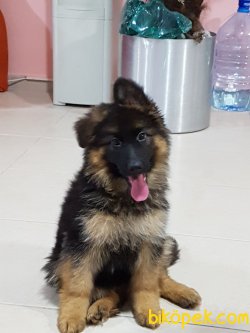Satılık ALMAN ÇOBAN YAVRULARI 5