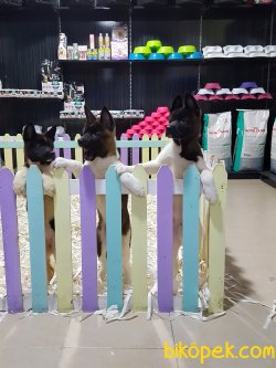 Satilik American Akita Inu Yavruları 1