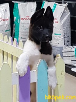Satilik American Akita Inu Yavruları 2