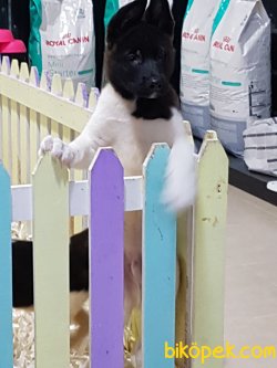 Satilik American Akita Inu Yavruları 3