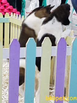 Satilik American Akita Inu Yavruları 4