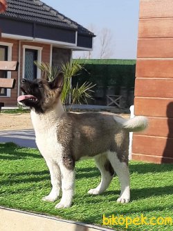 SATILIK AMERICAN AKİTA INU YAVRULARI 2