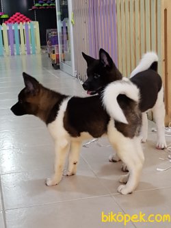 Satilik American Akita İnu Yavrularimiz 5