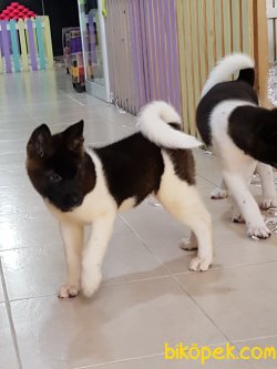 Satilik American Akita İnu Yavrularimiz 1