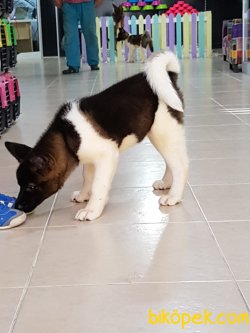Satilik American Akita İnu Yavrularimiz 2
