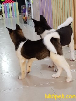 Satilik American Akita İnu Yavrularimiz 3