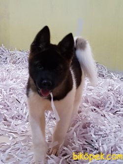 Satilik American Akita İnu Yavrularimiz 4