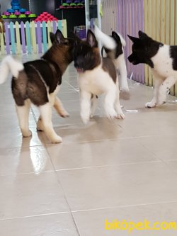 Satilik American Akita İnu Yavrularimiz 2