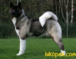 Satilik American Akita İnu Yavrularimiz 1