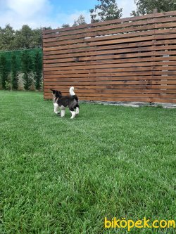 Satilik American Akita İnu Yavrularimiz 5