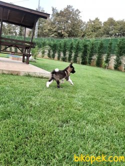 Satilik American Akita İnu Yavrularimiz 4