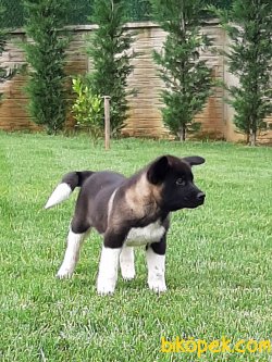 Satilik American Akita İnu Yavrularimiz 1