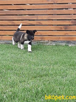 Satilik American Akita İnu Yavrularimiz 2