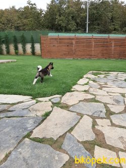 Satilik American Akita İnu Yavrularimiz 3