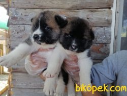 Satılık Amerikan Akita Yavruları 2