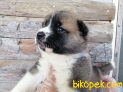 Satılık Amerikan Akita Yavruları 1