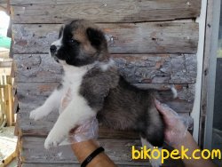 Satılık Amerikan Akita Yavruları 3