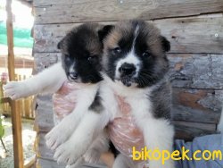 Satılık Amerikan Akita Yavruları 4