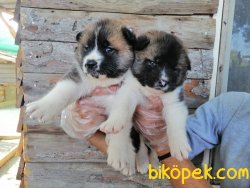 Satılık Amerikan Akita Yavruları 5